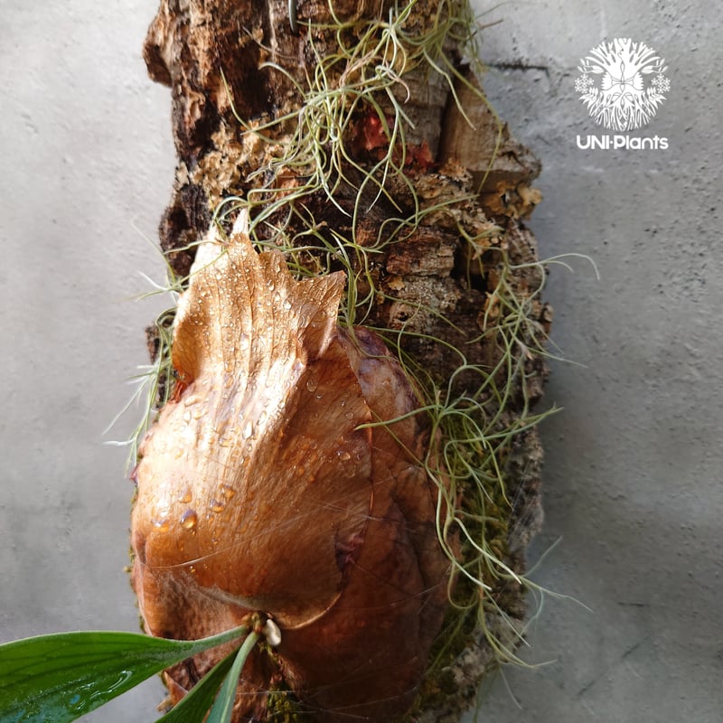 Platycerium willinckii cv.Zion ビカクシダ ウィリンキーcv.ジ