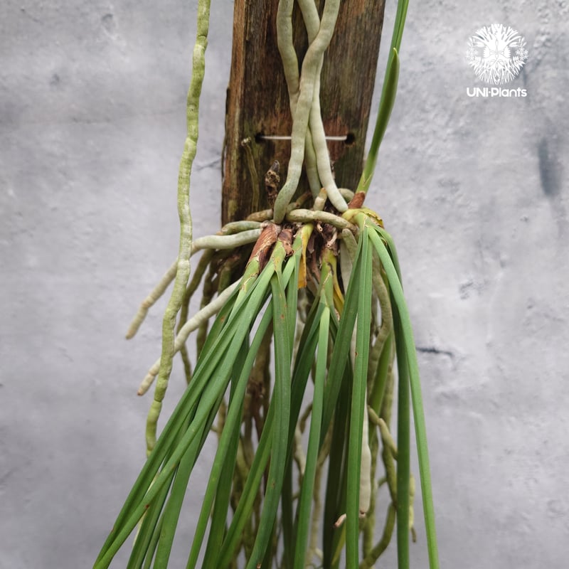 タイ直輸入】着生ラン セイデンファデニア ミトラタ アルバ ｜珍品