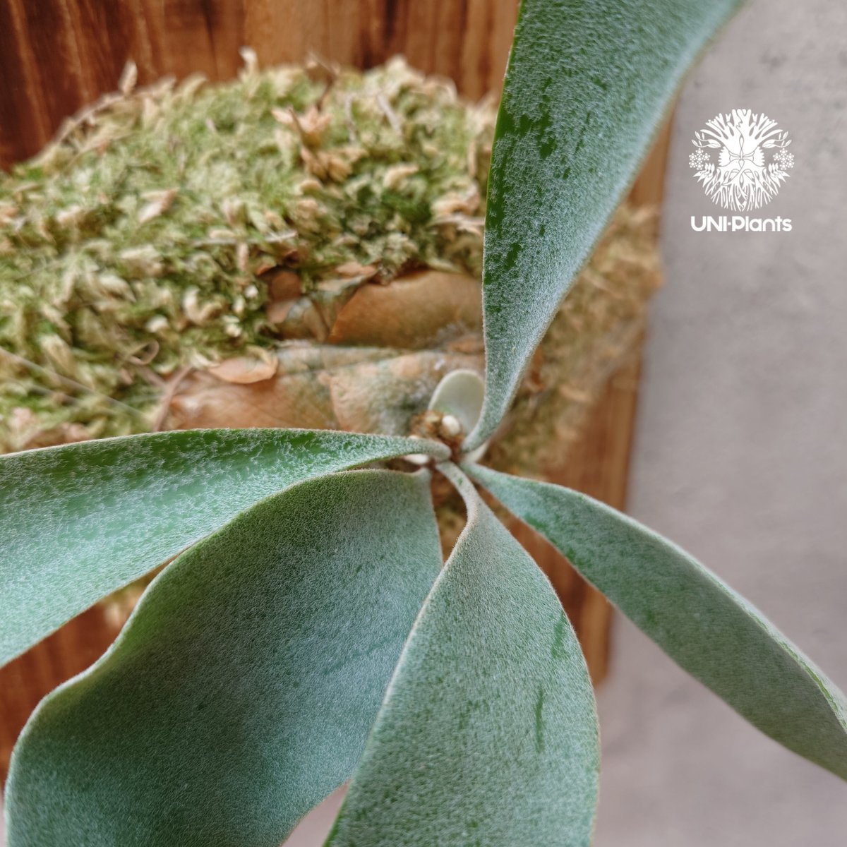 Patycerium veitchii wild（pup）ビカクシダ ベイチー ワイルド ビカ