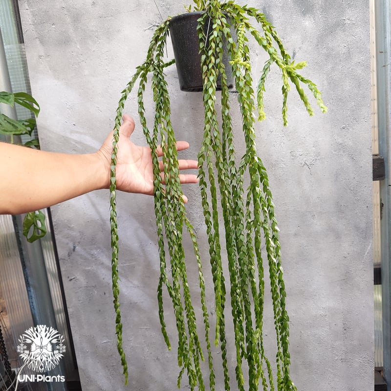 Huperzia spp. フペルジア Phlegmariurus (フレグマリウルス) 観