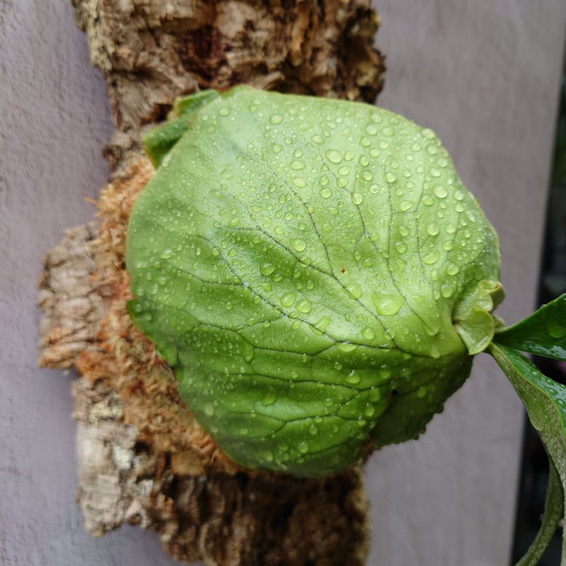 ビカクシダ ホーンズ サプライズ Platycerium 'Horne's Surprise'