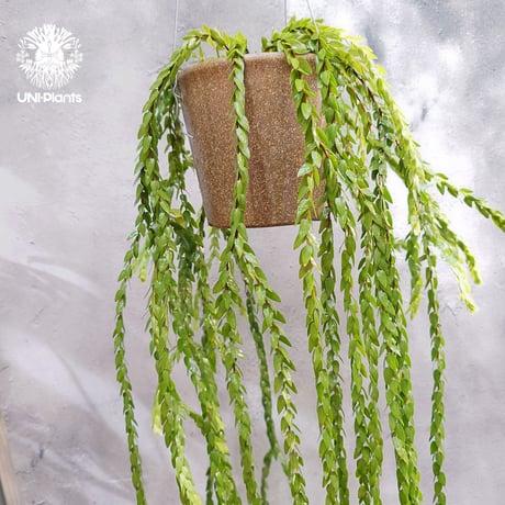Huperzia spp. フペルジア  Phlegmariurus (フレグマリウルス) 観葉植物 珍奇植物 植物 着生植物 インテリア植物 珍しい シダ植物