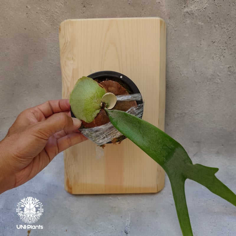 ヒノキ板付特別セット ビカクシダ ウィリンキーcv.インドネシア