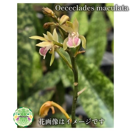 【タイ直輸入】着生ラン オエセオクラデス マクラタ ｜珍品・希少ラン・着生コルク｜Oececlades maculata
