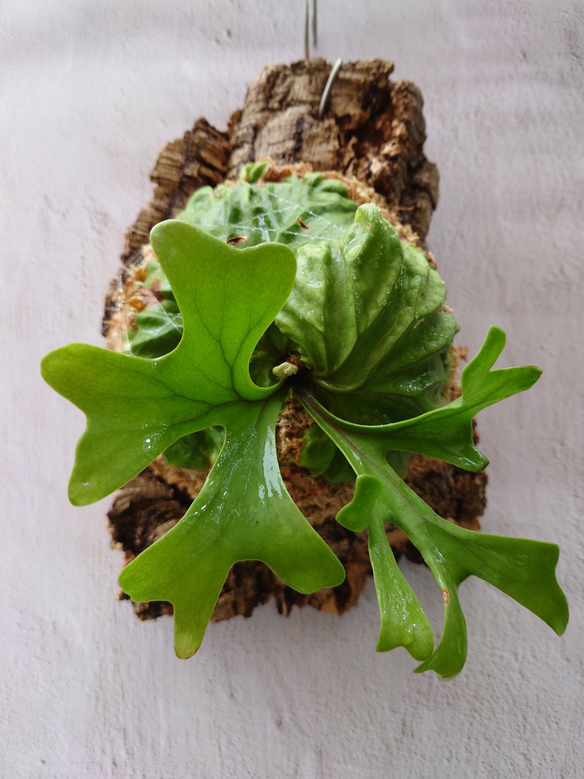 ビカクシダ リドレイ Platycerium Ridleyi コウモリラン ビカクシダ