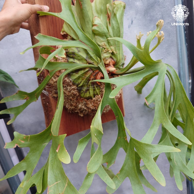 大株 Platycerium Mt.kitshakood Narrow ビカクシダ キッチャ