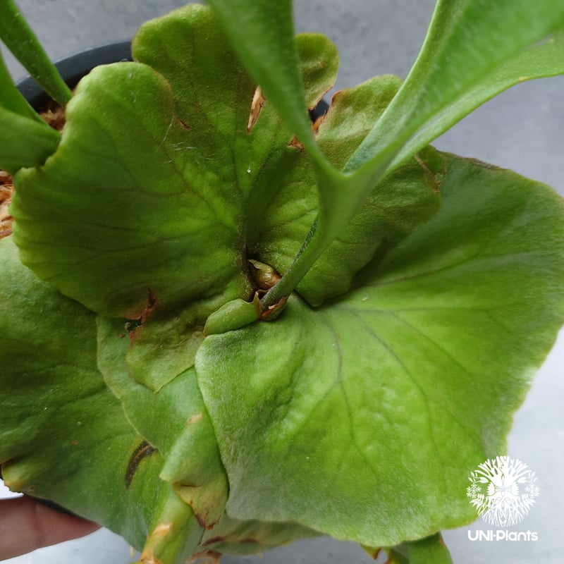 ビカクシダ キッチャクード シンリーフ Platycerium Kitshakood thin