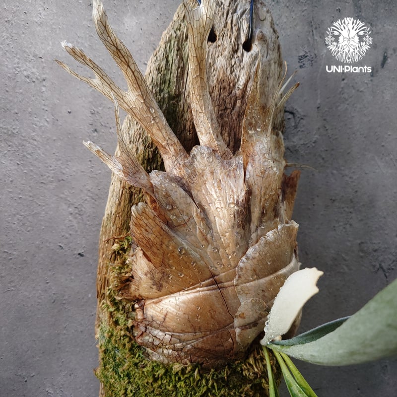P.veitchii wild 黄色く vp16 ベイチーワイルドvp16 子株 P.veitchii wild 黄色く vp16 ベイチーワイルドvp16 子株