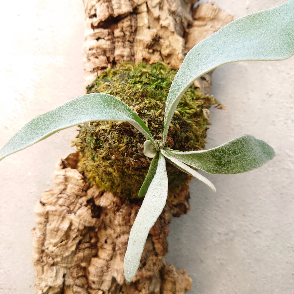 【現品】ビカクシダベイチー ビカクシダ ベイチー Patycerium veitchii コウモリラン ビカクシダ