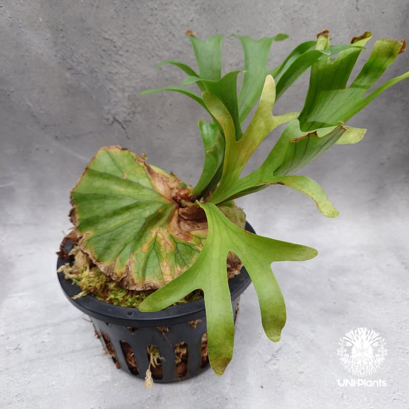 Platycerium kitshakood 