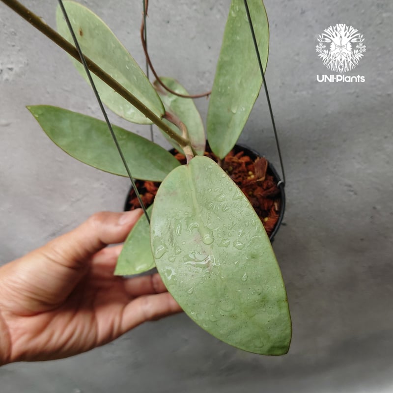 Hoya Silver Dollar ホヤ　シルバーダラー 極上品 サクララン Hoya Silver dollar ホヤ シルバー ダラー ホヤ 希少 ホヤ植物