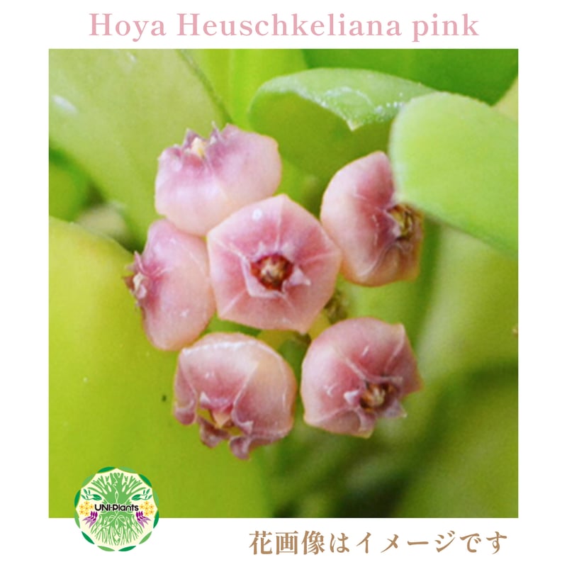 HOYA SKIN ホヤスキン タイ直輸入】ホヤ ヘウスケリアナ ピンク｜珍品・着生植物・つる性植物