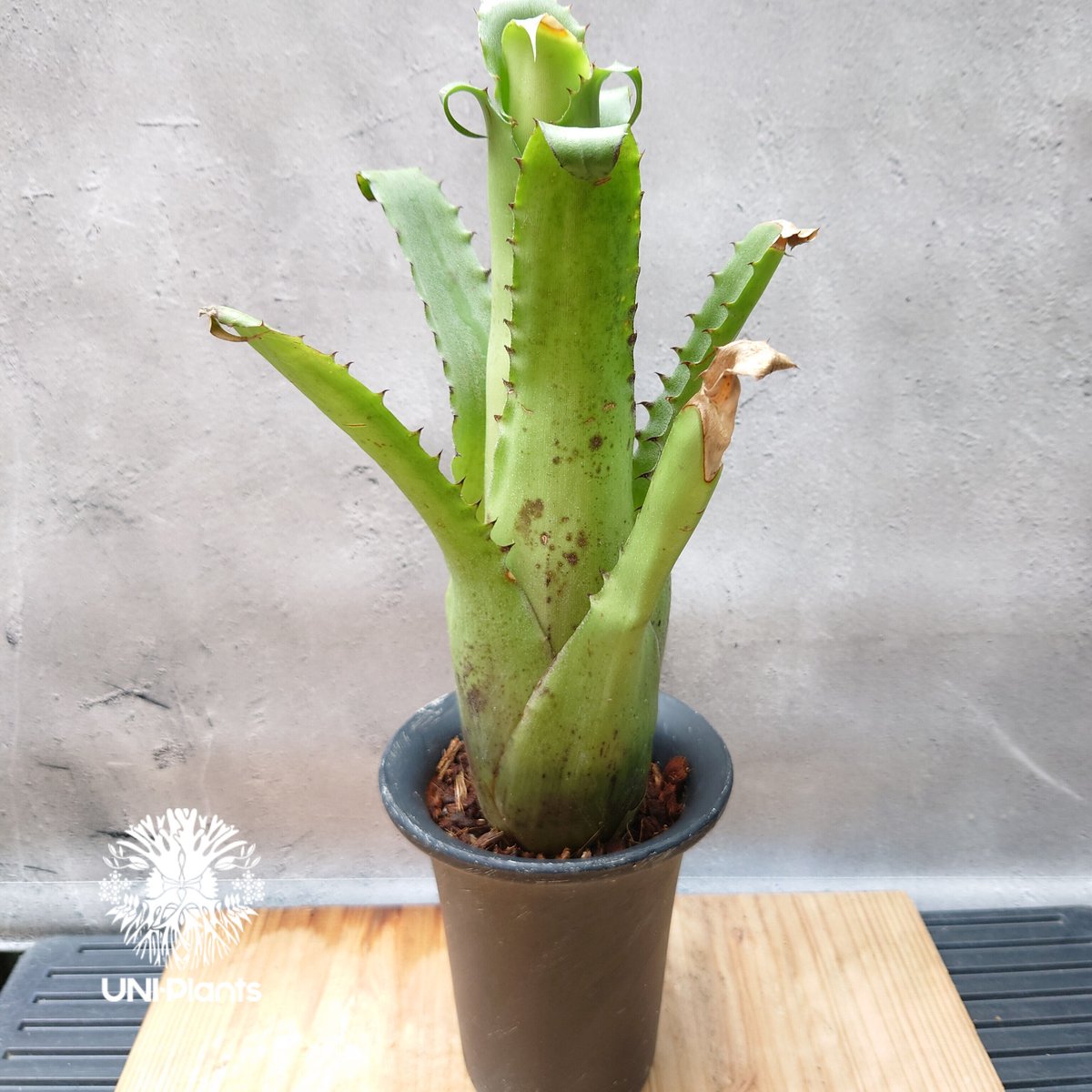 Hohenbergia　magnispina　ホヘンベルギア　マグニスピナ fit=scale-down,w=1200
