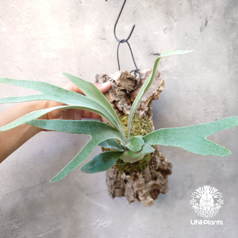 ビカクシダ ベイチー Patycerium veitchii ビカクシダ原種 シダ植物