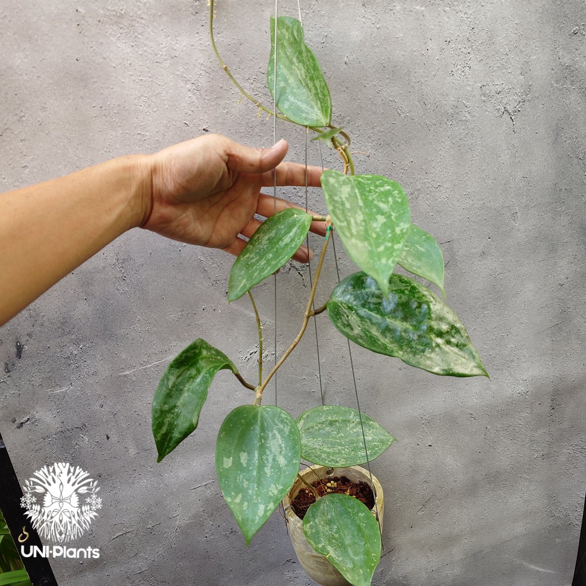 レア ホヤ Hoya latifolia ' Queen'サクララン レア ホヤ Hoya latifolia 'Snow Queen'サクララン Hoya