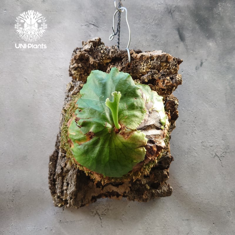 ビカクシダ　キッチャクード　グリーンブロッサム　210 ビカクシダ キッチャクード グリーンブロッサム 210