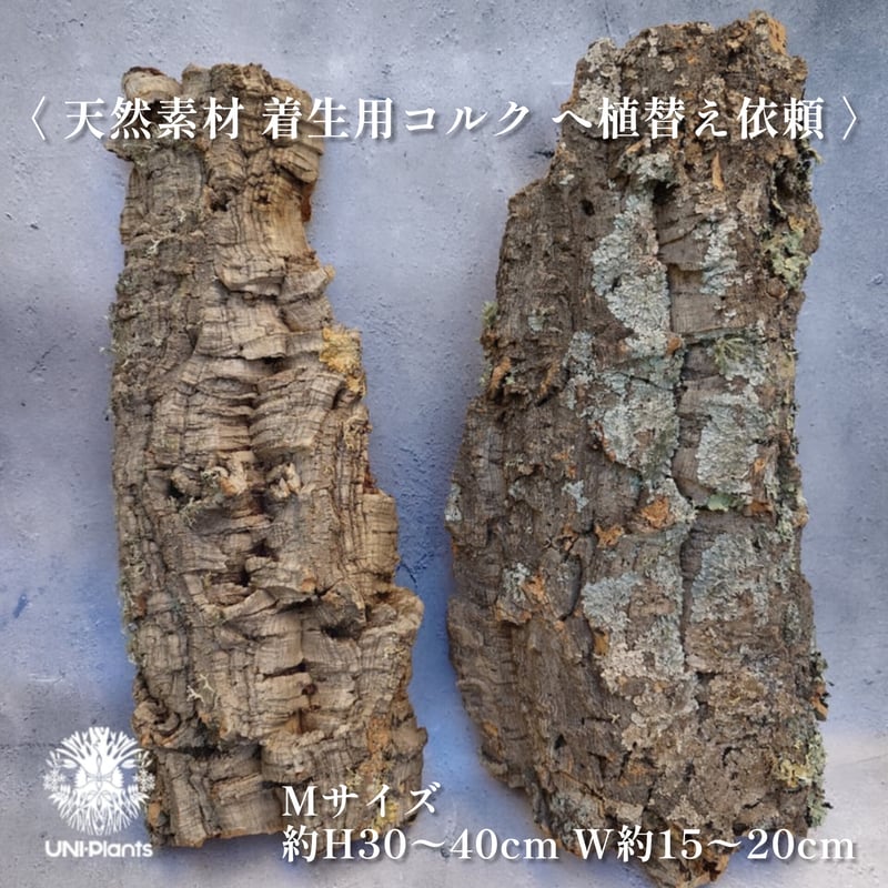 Platycerium coronarium ' Lesasha ' ビカクシダ コロナリウム