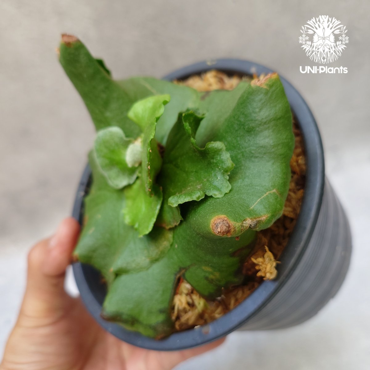 ビカクシダ キッチャクード シンリーフ Platycerium Kitshakood thin