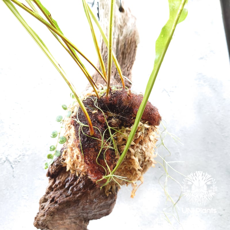 Drynaria bonii wild ドリナリア·ボニー タイ産山採り株 流木仕立て