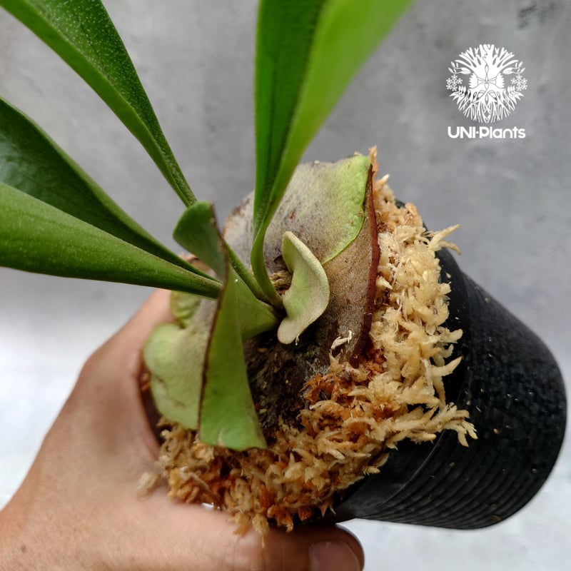 Platycerium hillii Pumila Kew Garden (sporeling