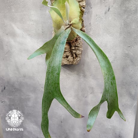Platycerium Paul Vespa ビカクシダ ポールベスパ ビカクシダ コウモリラン Platycerium