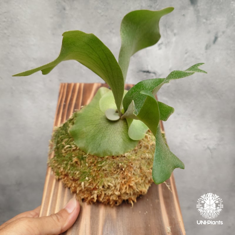ビカクシダ ヒリー cv. ミス モアナ（pup） Platycerium hillii cv.Miss Moana（pup） ビカクシダ ヒリー