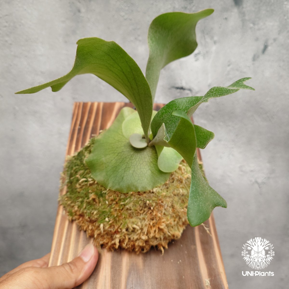 P. willinckii cv. Moana ビカクシダ P. willinckii cv. Moana ビカクシダ