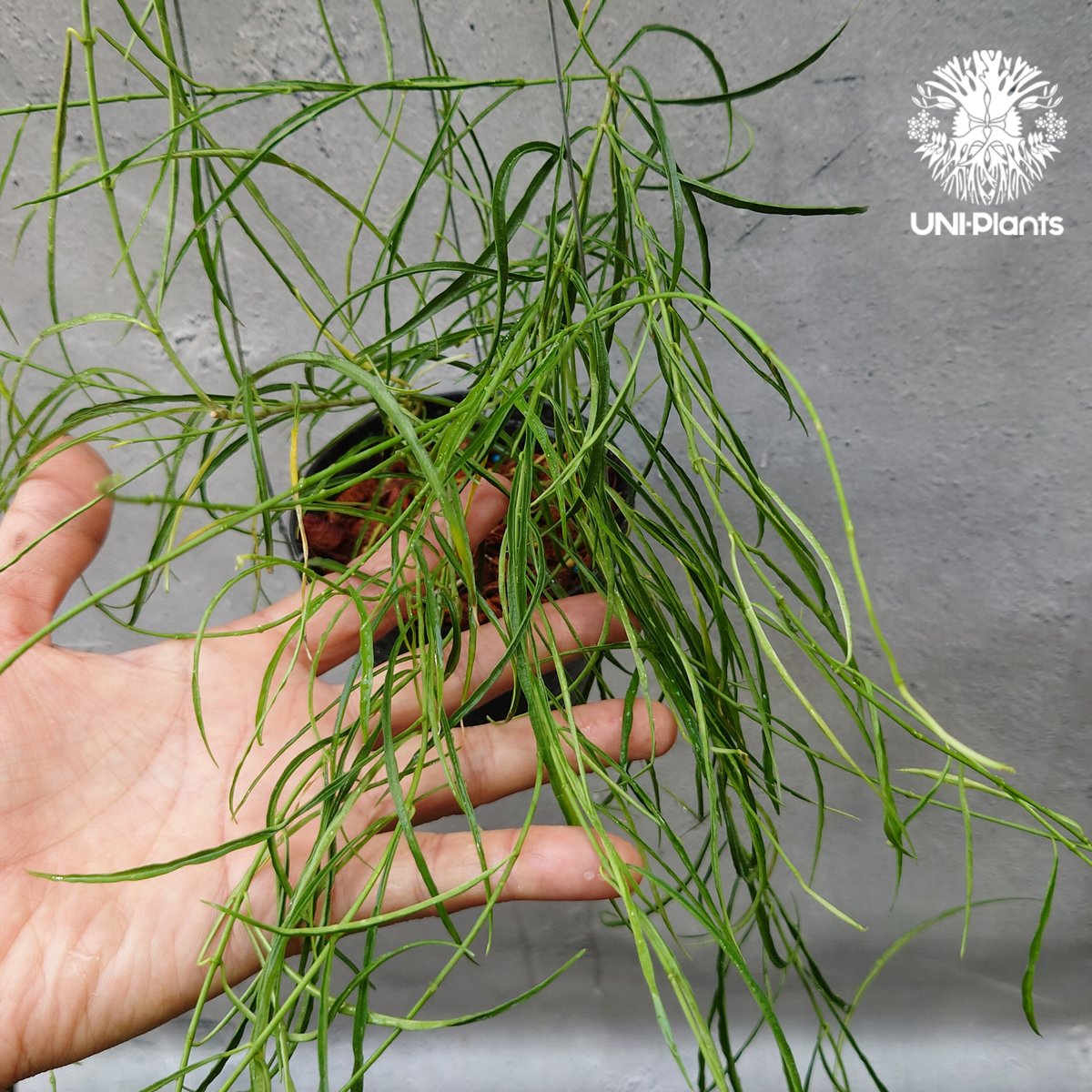 専用＊0927＊ホヤ ＊ステノフィラ Hoya stenophylla ホヤ ステノフィラ 希少 ホヤ植物 ホヤの花