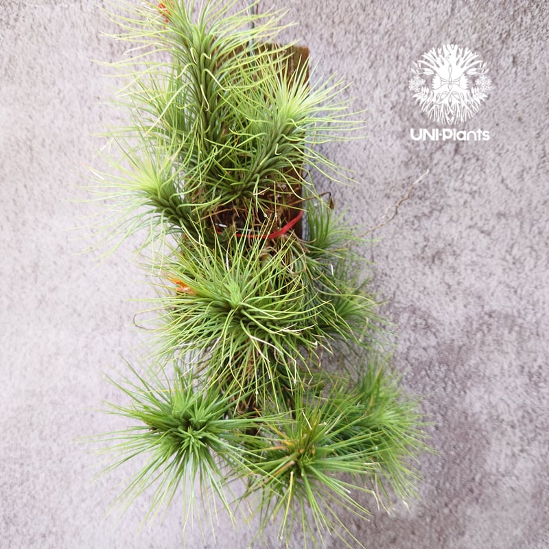 チランジア　ドミンゴズ　フンキアナ チランジア・フンキアナの育て方&増やし方&飾り方【枯れる原因も