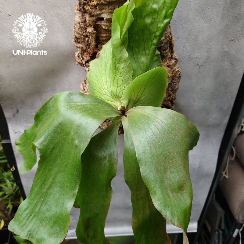 【ritv】 P. elephantotis mutant ビカクシダ ビカクシダ入荷情報③ ビカクシダの森