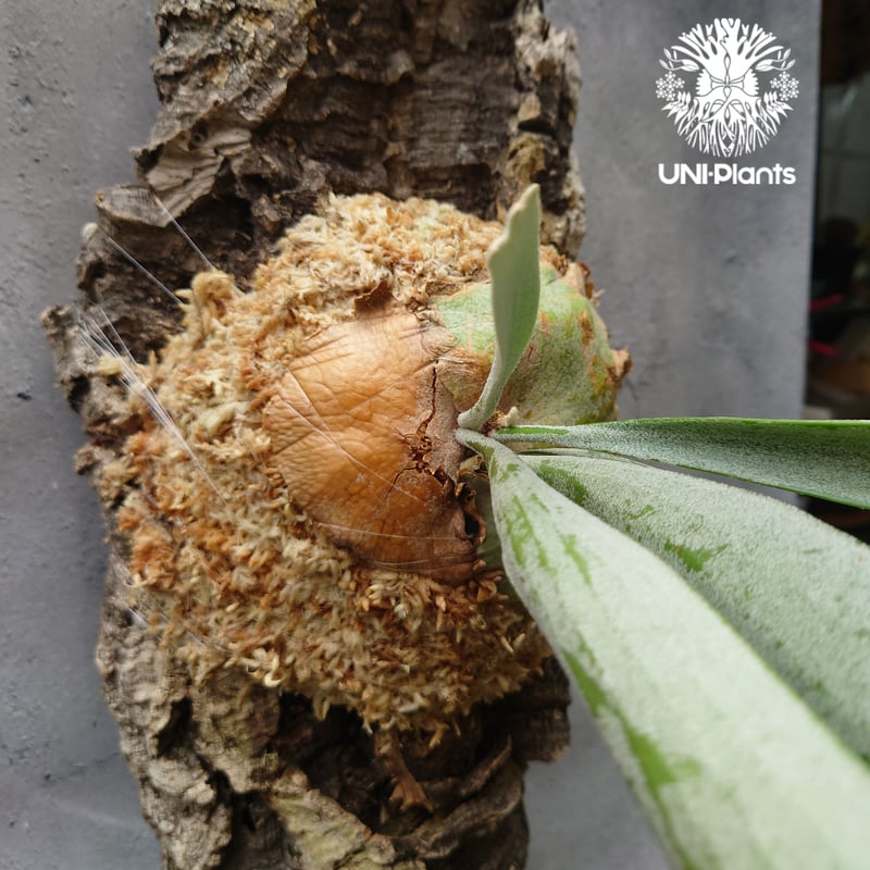 すー　ビカクシダ 木製ボード付き ビーチー　シルバー すー ビカクシダ 木製ボード付き ビーチー シルバー すー