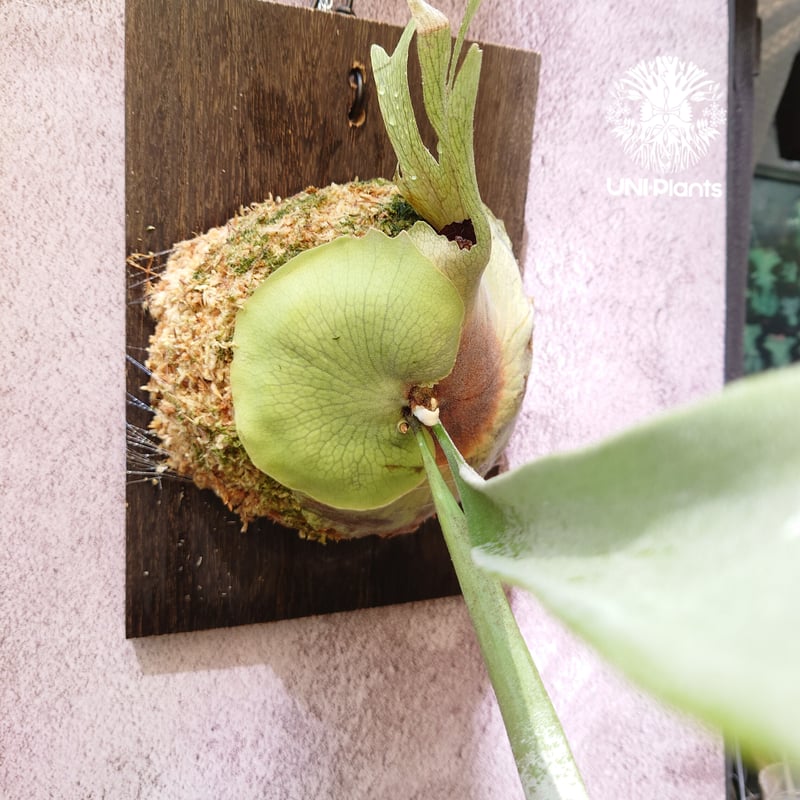 ビカクシダ_Platycerium veitchii 'Lemoine' 阿修羅 P.veitchii 'lemoinei' さて、今日は天気も下り坂っぽいけど炎天下より