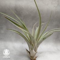Tillandsia Cobra チランジアコブラ Hybrid-Tillandsia インテリア植物 エアープランツ エアプランツ ティランジア