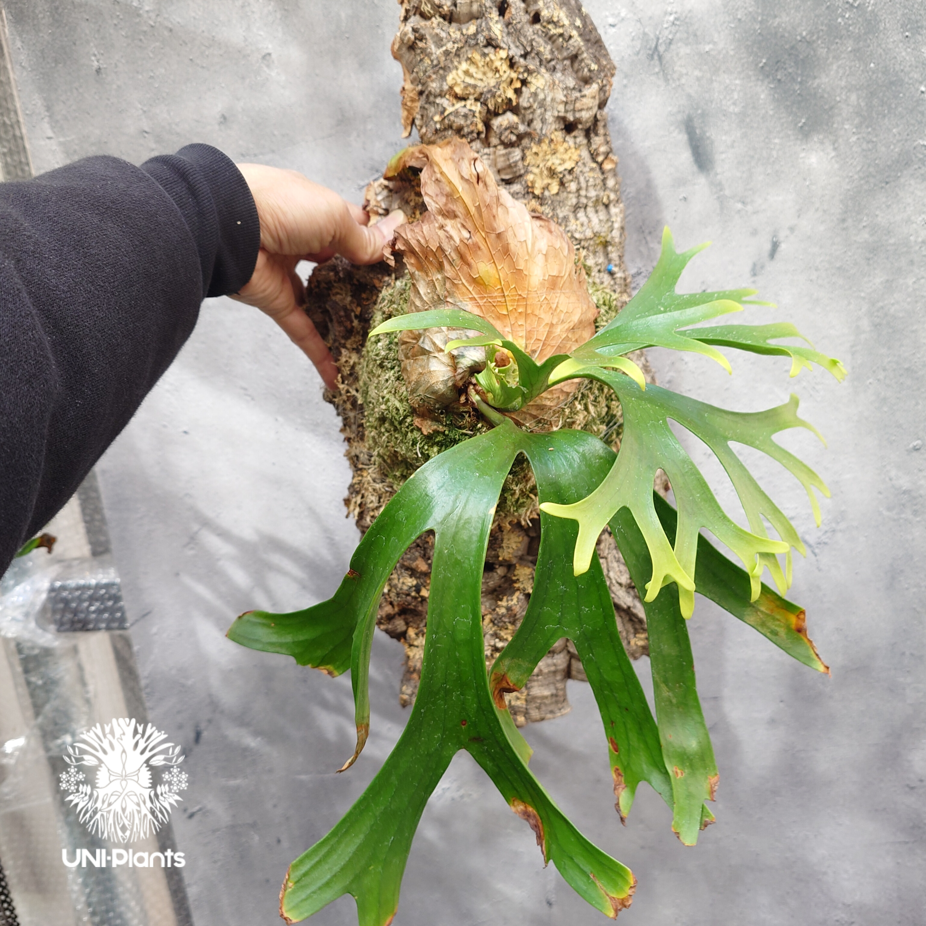 ビカクシダ コロナリウム大株コルク付 Platycerium coronarium ビカクシダ コロナリウム ビカクシダ原種 Pl