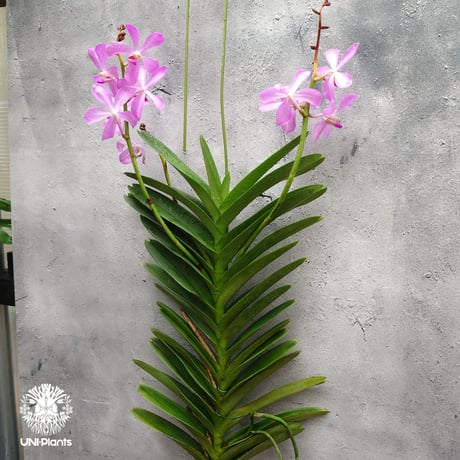 希少な洋蘭 | STORES