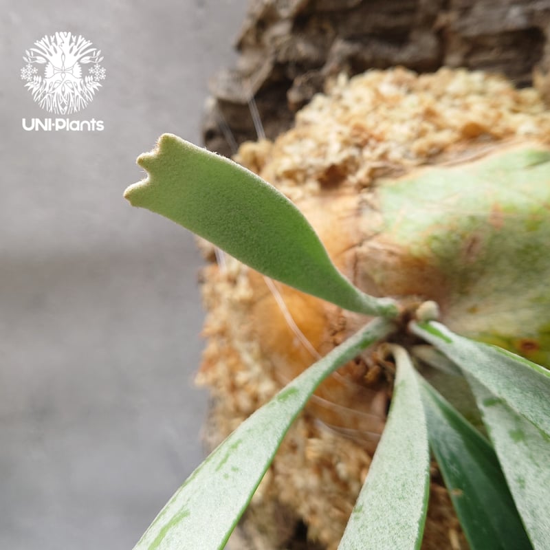 初入荷!ビカクシダ ベイチー シルバーフロンド Patycerium veitchii cv