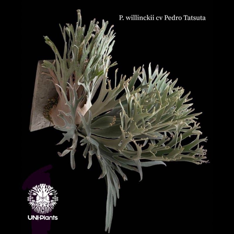 Platycerium willinckii cv Pedro Tatsuta (TC) ビカ Platycerium willinckii cv Pedro Tatsuta (TC) ビカ