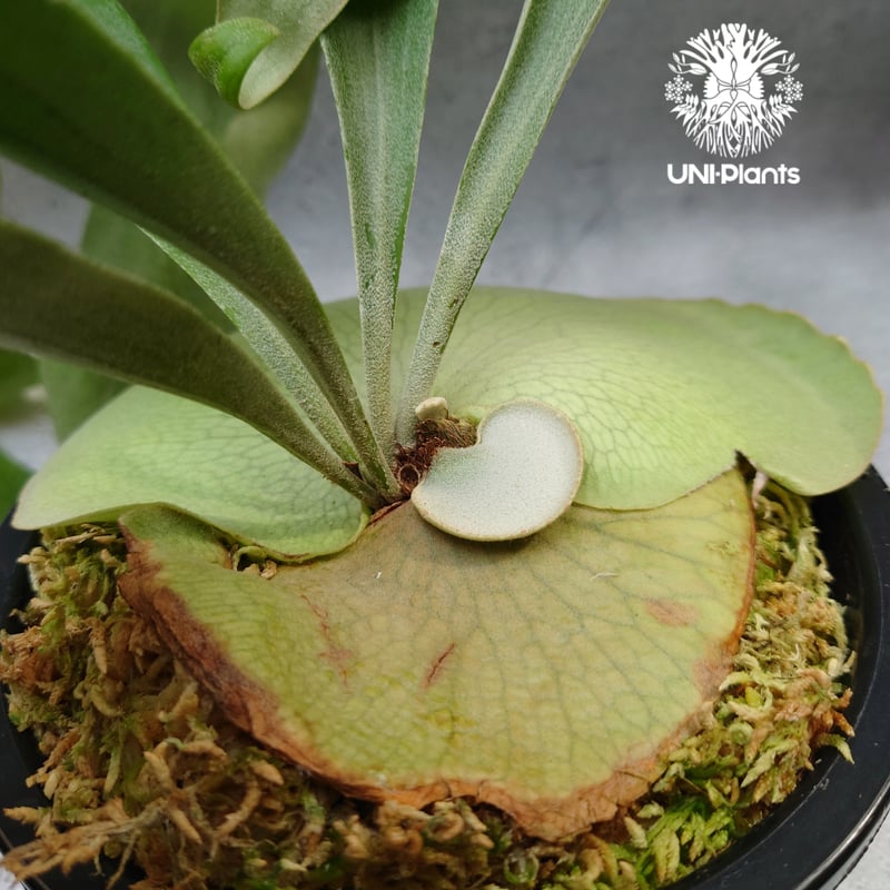 ビカクシダ　ハナビ Yahoo!オークション - P. 'Hanabi'【vandaka】ビカクシダ