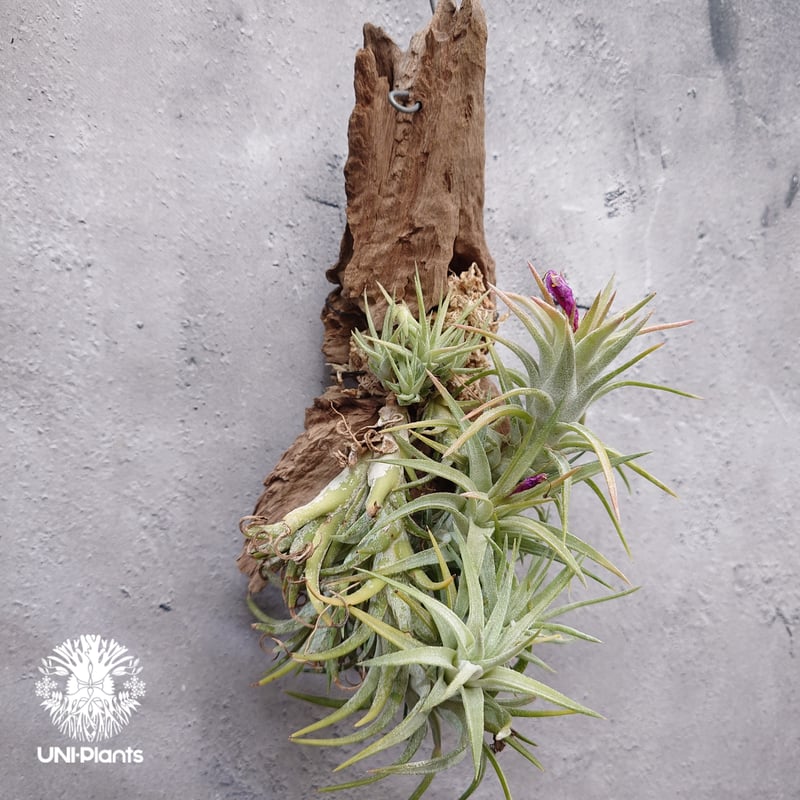 Tillandsia ionantha var. vanhyningii ティランジア イオナ