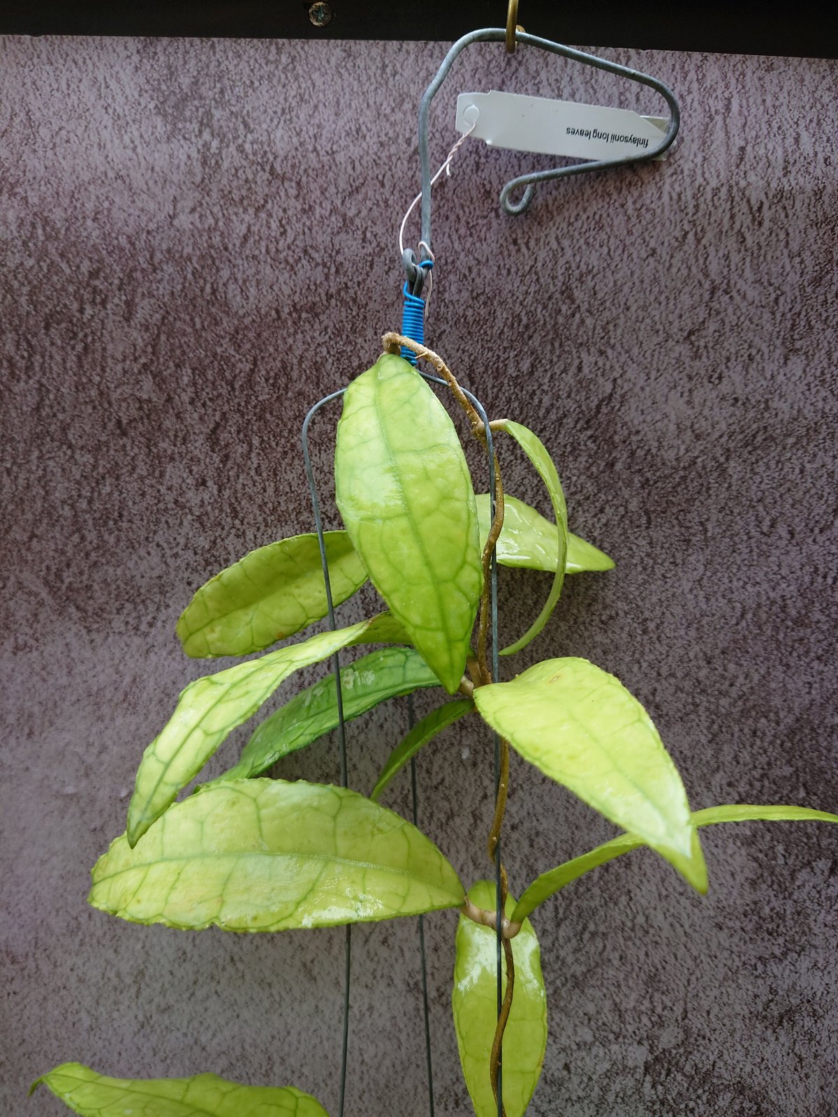 ロング ホヤ hoya レツーサ　超ロング　流木ハンギング ロング ホヤ hoya レツーサ 超ロング 流木ハンギング