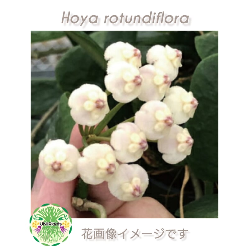 ホヤ ロツンディフォリア Hoya rotundiflora ホヤ植物 Hoya plant