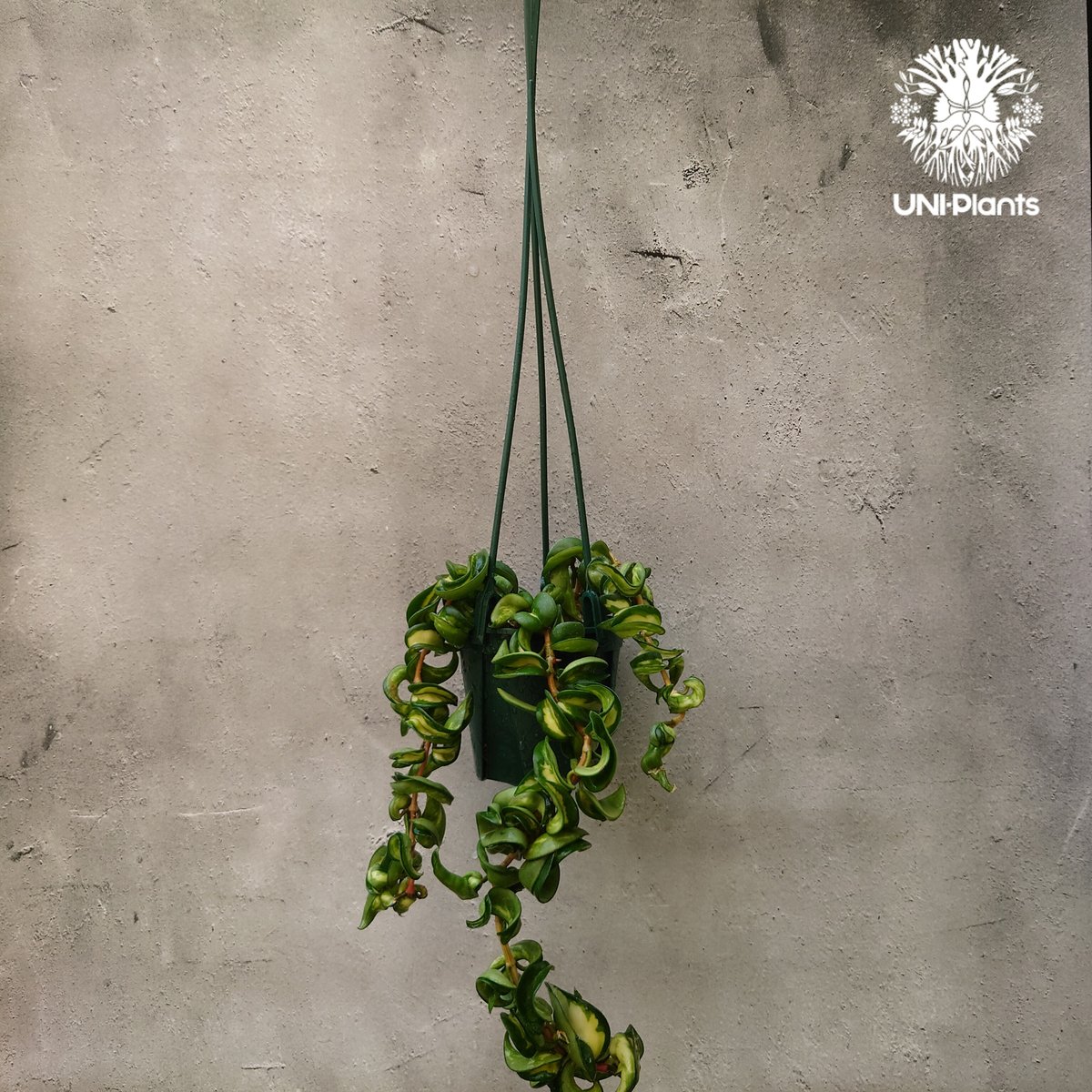 Hoya carnosa compacta variegated ホヤ カルノーサ コンパクタ