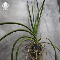 Parapahlaenopsis labukensis × Vanda Memoria Thianchai 着生蘭 着生ラン 蘭の花 Orchid 着生植物