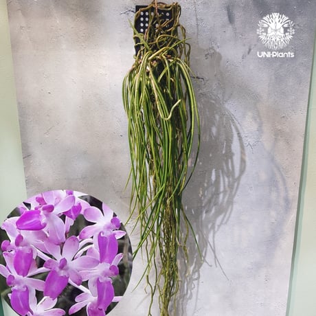 CATEGORY 着生ラン (Orchid) | UNI-Plants ビカクシダ、ホヤ植物、