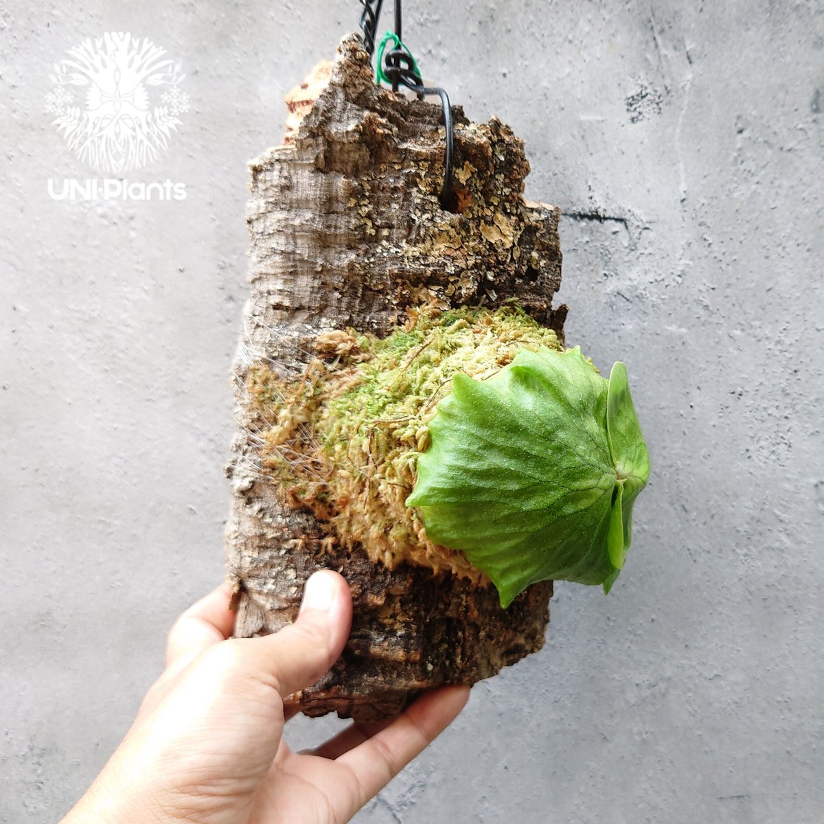 ビカクシダ ホーンズ サプライズ Platycerium 'Horne's Surprise' ビカクシダ ホーンズ サプライズ Platycerium 'Horne's Surprise'