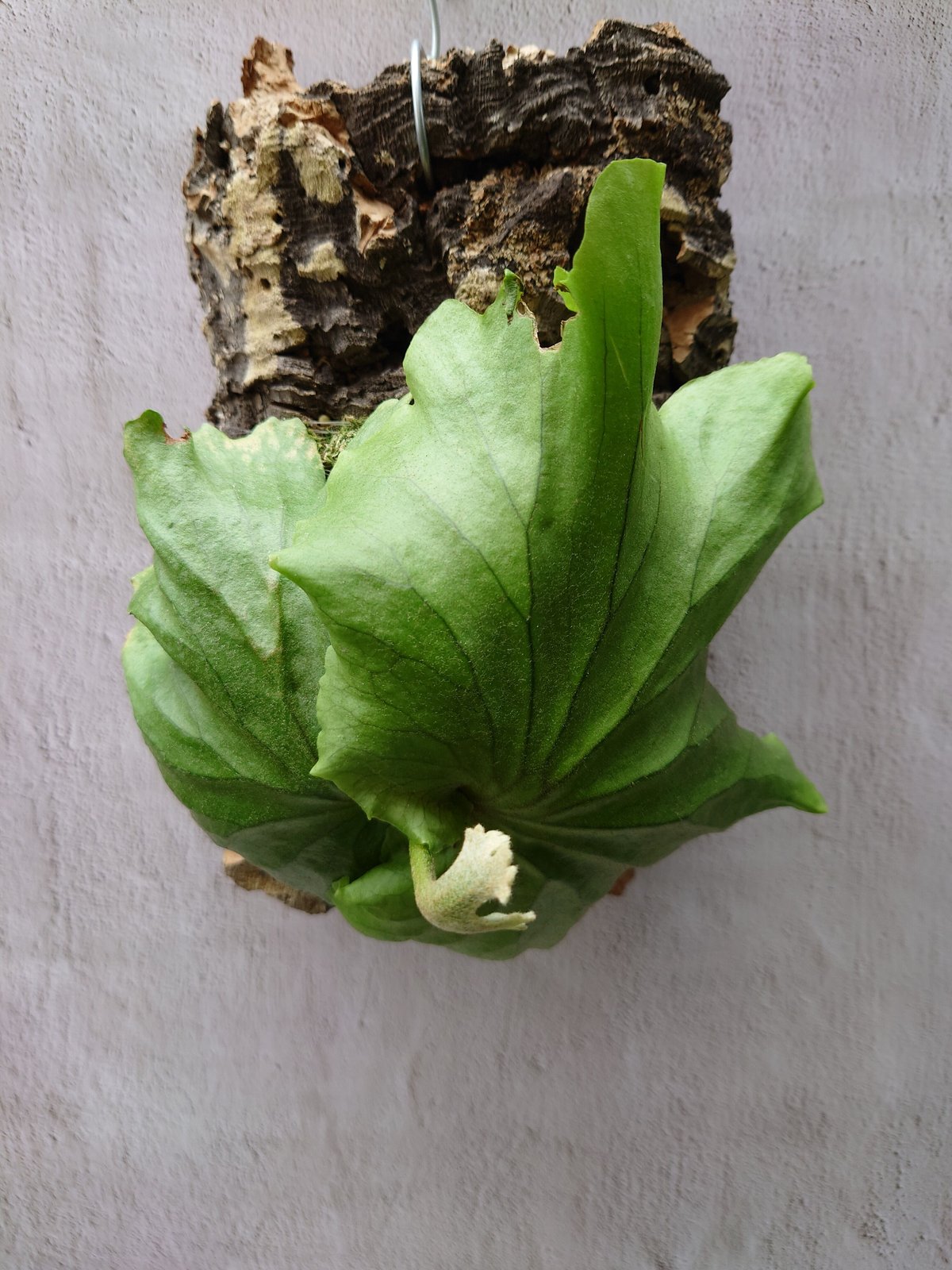 ビカクシダ⭕️リドレイ⭕️板・Mサイズ NZ産最高級水苔使用 コウモリ