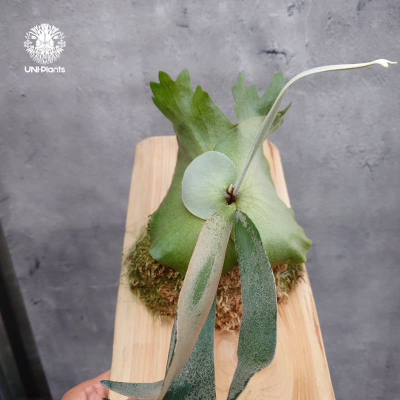 Platycerium willinckii 'W.A.Manda ビカクシダ ウィリンキー