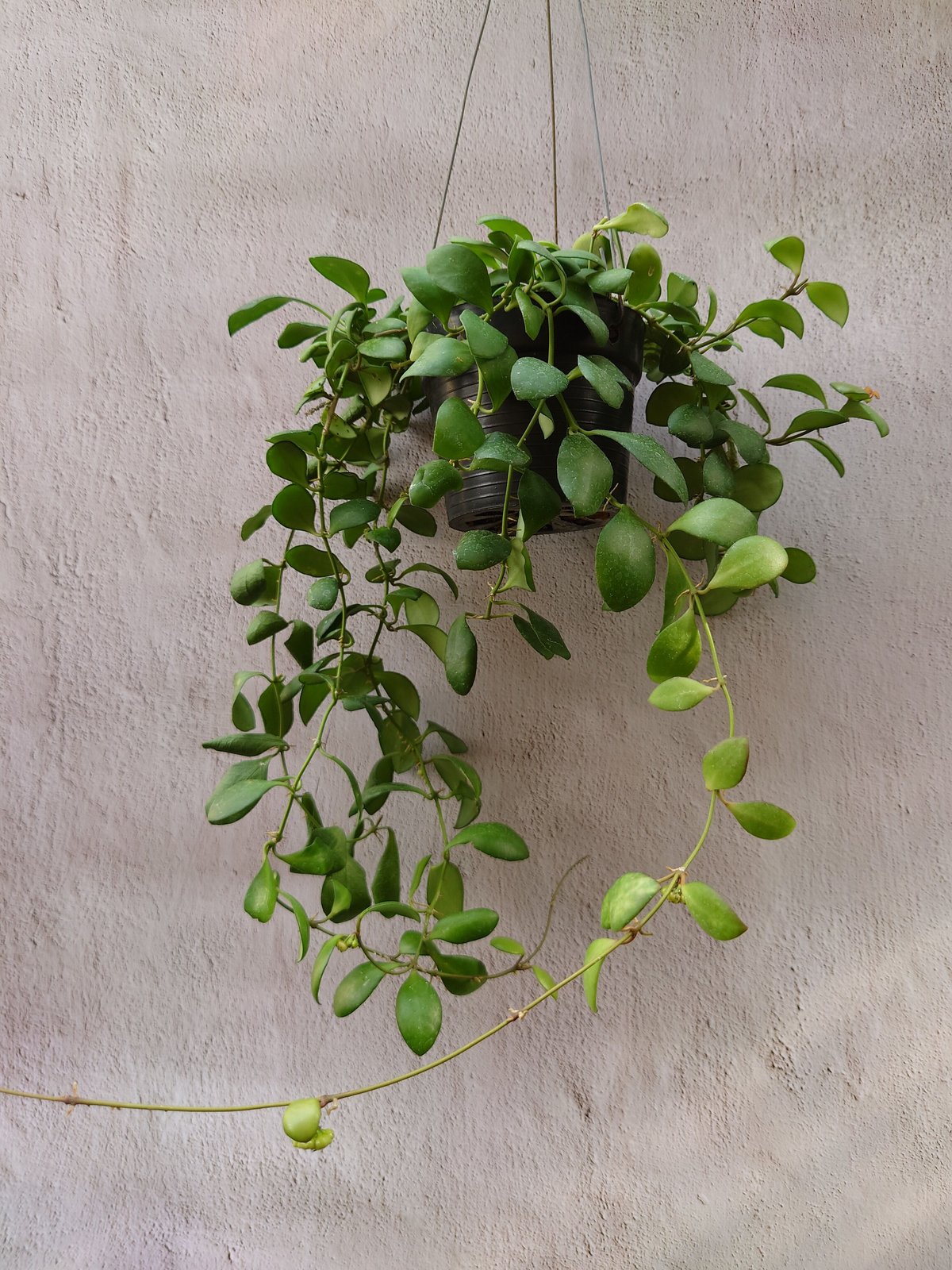 ホヤ ヘウスケリアナイエロー 花座有 抜き苗