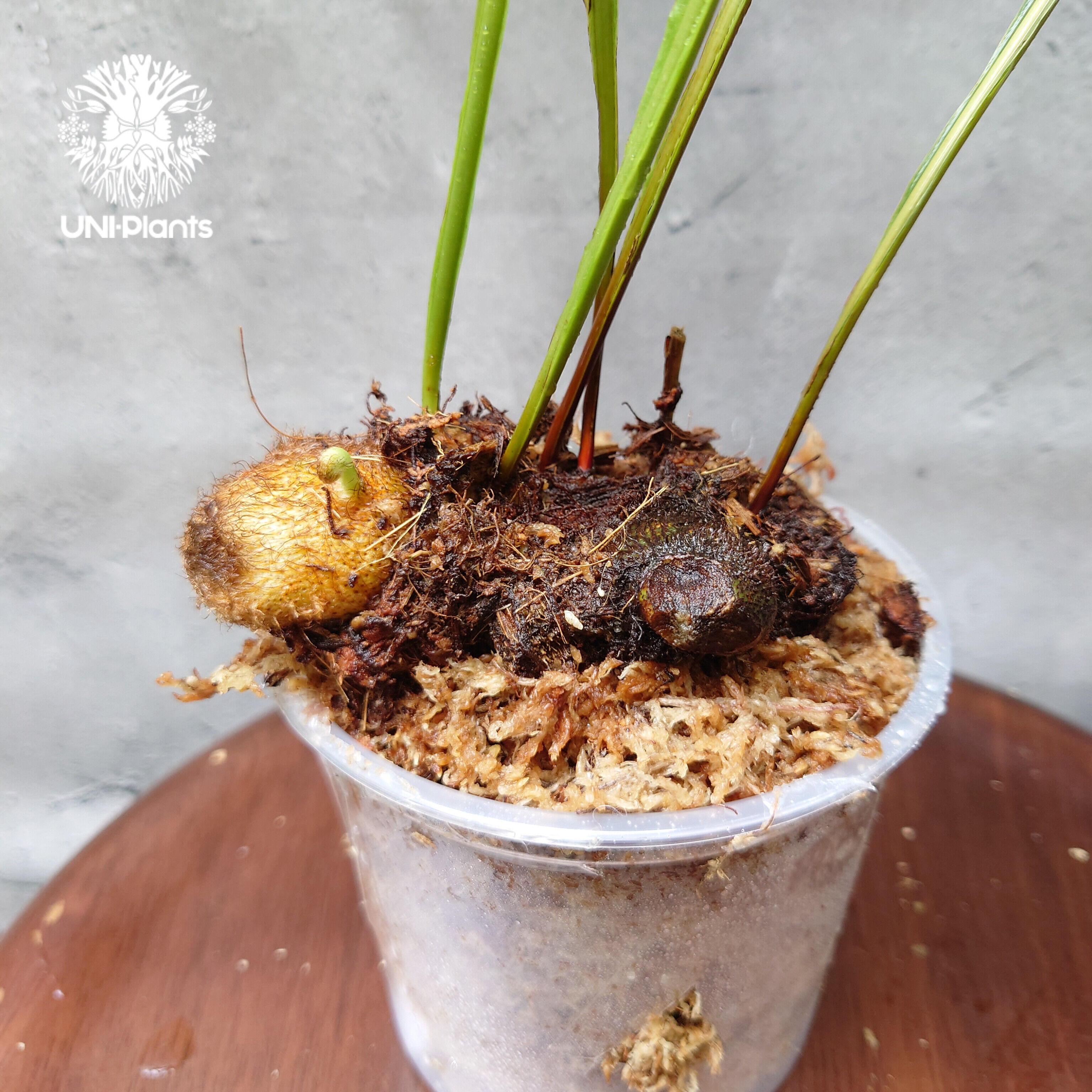 初入荷! Drynaria bonii wild ドリナリア·ボニー タイ産山採り株 観葉 初入荷! Drynaria bonii wild ドリナリア·ボニー タイ産山採り株 観葉