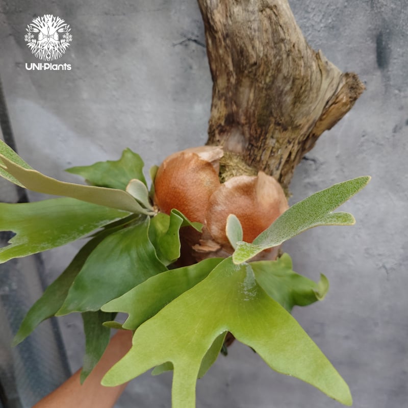 Platycerium sp.(spore) ビカクシダ スポア ビカクシダ シダ植物 ビカ